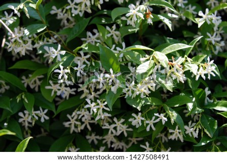 jasmime bush in spring and summer covered with fragrant flowers jasminum officinale Royalty-Free Stock Photo #1427508491