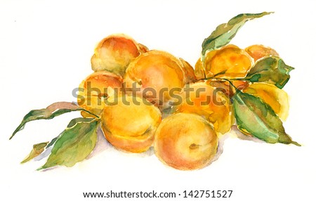 Apricots. Still life. Watercolor painting.