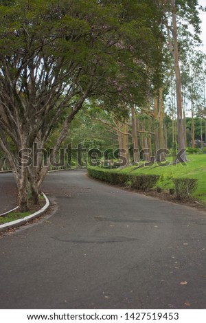 A cement road at a park with trees and greenery
