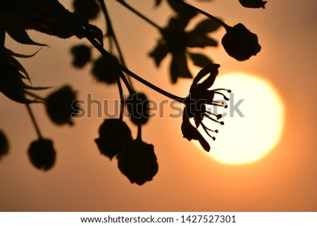 Black silhouette of delicate flowers of spring sakura against the setting sun