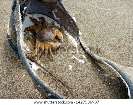 a marbled rock crab or marbled crab finds refuge in an old woman's shoe worn on the beach by the sea pachygrapsus marmoratus Royalty-Free Stock Photo #1427536937