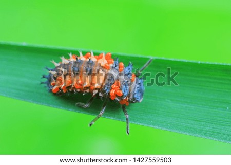 Ladybug larvae parasitized by mites on leaves, North China