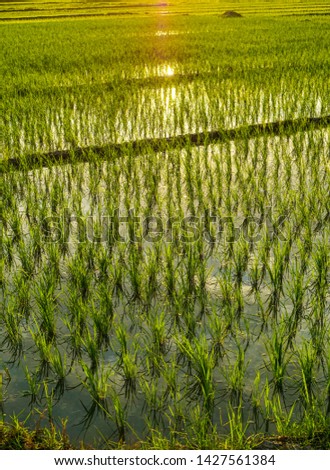 
beautiful rice fields in Indonesia