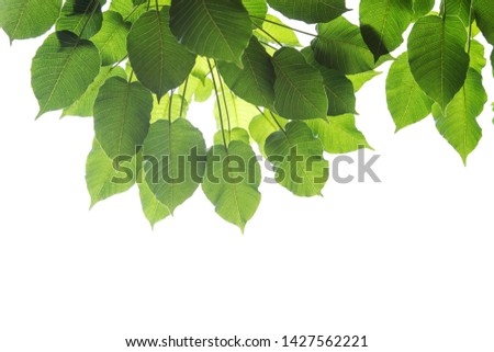 Bodhi leaves isolated on White background or Peepal Leaf from the Bodhi tree, Sacred Tree for Hindus and Buddhist., Used for graphics or advertising work.