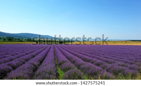   Purple Lavender field  at sunset in  Europe, Bulgaria . Background, walpaper