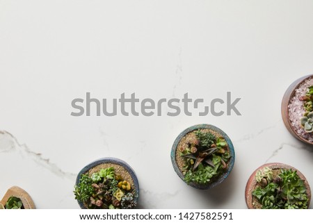 top view of green succulents in flowerpots on textured marble background