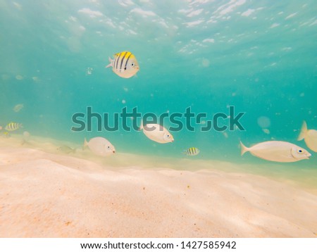 Beautiful tropical fish on the white sand beach