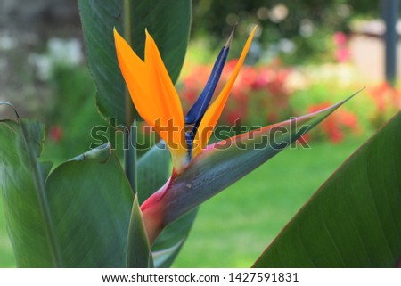 Beautiful summer exotic flower in Cyprus