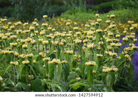 Phlomis Russeliana plant, commonly known as Turkish Sage, Jerusalem Sage or Sticky Jerusalem Sage, is a species of flowering plant in the mint family Lamiaceae.

