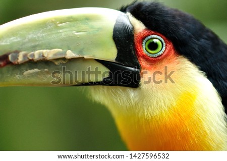 Toucan photographed with macro lens