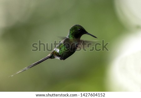 Closeup of a tiny hummingbird in flight,Green Thorntail, in Ecuador.
Scientific name of this bird is Discosura conversii.