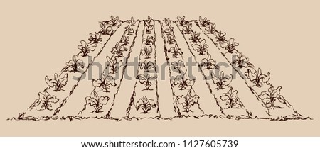 Eco early lush ripe soy bush culture corn sow root on tillage plow mulch patch land. Line ink hand drawn diet life scenic background sketch in vintage doodle cartoon engraving style and space for text Royalty-Free Stock Photo #1427605739
