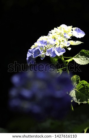 The scenery that the hydrangea blooms