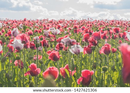 
Poppy field with red and white poppies with cloudy sky in the background. The photo is taken in sunshine. The picture can be used as a wall decoration in the wellness and spa area