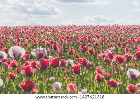
Poppy field with red and white poppies with cloudy sky in the background. The photo is taken in sunshine. The picture can be used as a wall decoration in the wellness and spa area