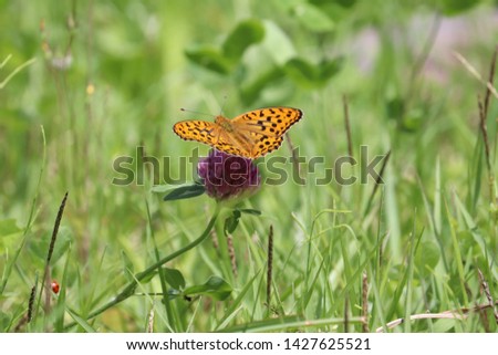 Scenery with a Argynnini butterfly and the clover