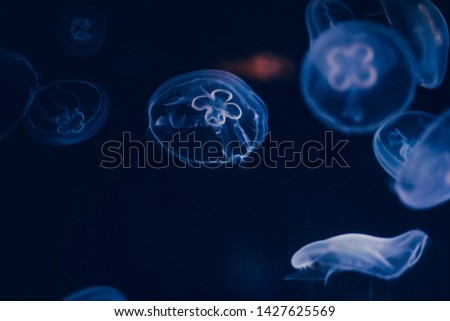 Ocean, luminescent group of jellyfish swimming in the bottom of the sea. gelatinous forms