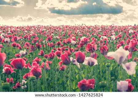 Poppy field with red and white poppies with cloudy sky in the background. The photo in vintage look. The picture can be used as a wall decoration in the wellness and spa area