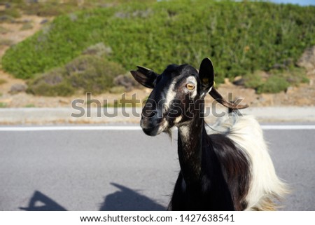 Greek goats on Crete Island