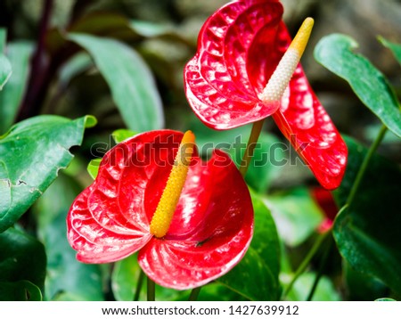 
Anthurium represents the meaning of hospitality with pleasure