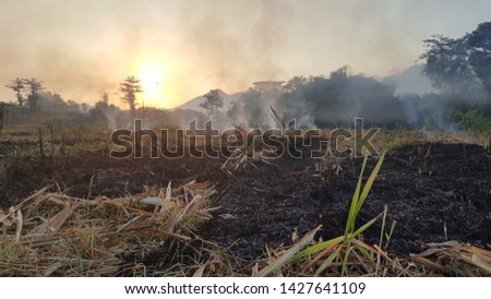 A puff of smoke on sugar cane farms, one method of clearing land quickly to be replanted