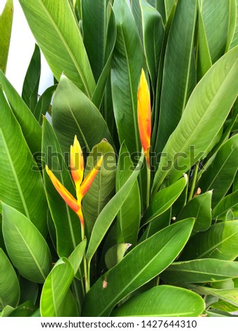 Heliconia also know as bird of paradise it ornamental flower which use a lots for resort or hotel decoration 