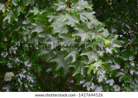 Wet branches with leaves of Acer Pseudoplatanus tree, known as the Sycamore or the Sycamore Maple.
