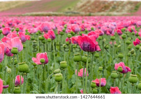 Poppy field with pink blooming poppies. The picture can be used as a wall decoration in the wellness and spa area