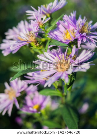 
Michaelmas Daisy Purple is often planted as a garden ornamental plant.