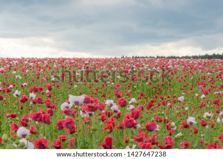 
Poppy field with red and white poppies with cloudy sky in the background. The picture can be used as a wall decoration in the wellness and spa area