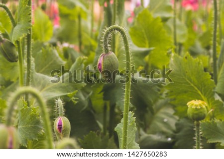 Close-up of the bud of a poppy. The photo shows the closed poppy before it flowers and the stem with spines. The picture can be used as a wall decoration in the wellness and spa area