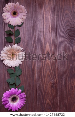 Creative layout with beautiful gerber flowers on wooden dark background. Flat lay. Flower blank template for design. Minimal concept