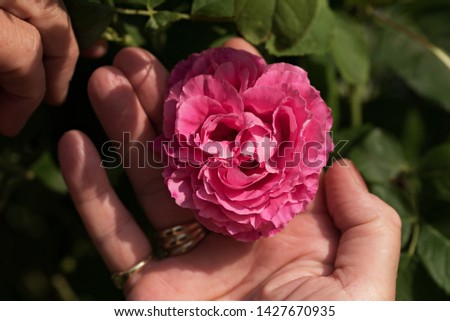 Photographing beautiful roses outdoors in summer.