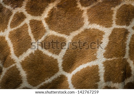 textured skin of giraffe