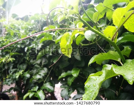passion fruit leaves in the garden