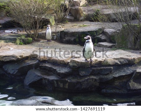 two penguins walk in the Berlin zoo