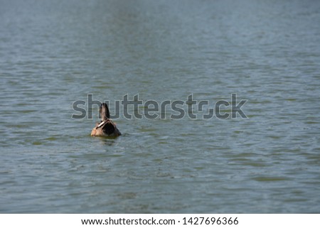 Ducks swimming group in a lake, India.