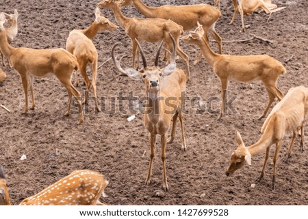 The deers in the park