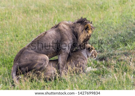 Kenya. The pair of lions. Safari - a tour to the famous reserve Masai Mara. African savanna at equator. Predators in their natural habitat. The concept of active, extreme and photo tourism