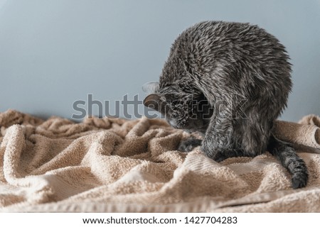 Just washed funny wet furry cute kitten after bath licking itself on gray background. Pets and lifestyle concept.  Lovely fluffy russian blue cat after washing toned portrait.