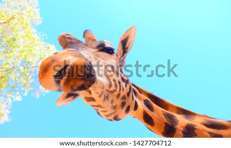 Beautiful Giraffe  on blue Sky Background