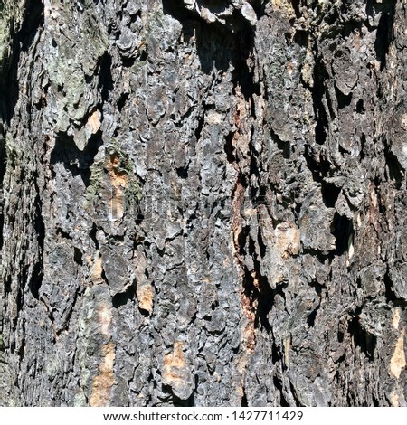 Texture of Tree Bark Close Up