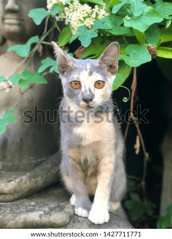 A beautiful cat looks at the camera, the background is a carved stone and a tree.