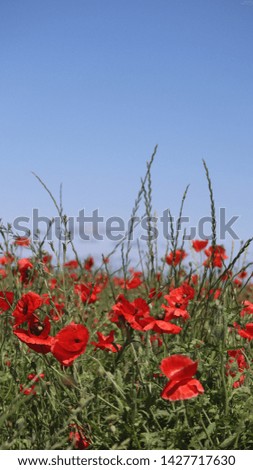 The day when the picture was taken was sunny and warm, and all three colors combined perfectly with each other - a huge amount of red poppies sinking in lush green grass against the blue sky.