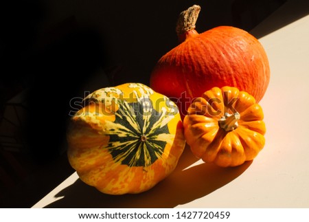still life of pumpkins and carnival squash