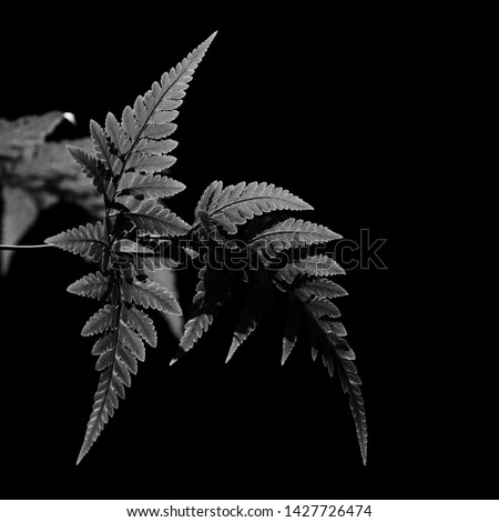 Black and white picture of fern leaves abstract background. Dark tone of leaves in tropical jungle. Shiny foliage nature background. Background for sad, death, grieving, hopeless, and despair concept