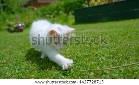 CLOSE UP, DOF: Furry white kitty following a twig held by unrecognizable person. Adorable fluffy baby cat chasing after a small twig while playing with owner in the backyard on sunny spring day.