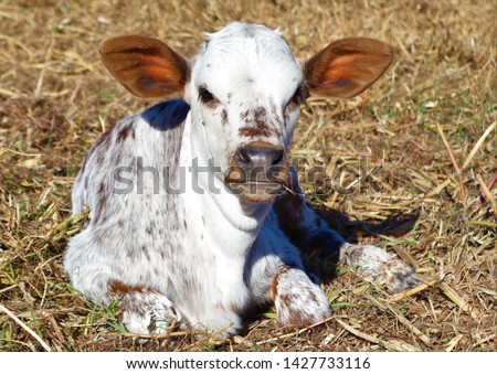 A young brown and white calf enjoying the sunny outdoor life.This calf is a cross between the Brahman and Nguni breed of cattle.