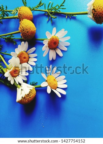 large white flowers with green stalk and chamomile leaf isolated on a blue background, Studio photography,beautiful wild daisy white flower blooming,copy space