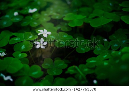 White flowers among a patch of three leaf clovers.